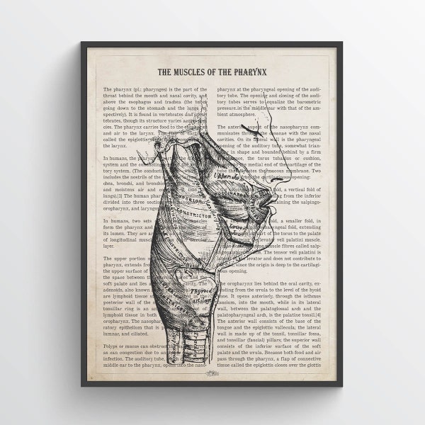Muscles of the Pharynx Anatomy Print, Gift for ENT, Doctor Office Decor, Medical Wall Art, Otolaryngologist Gift Idea