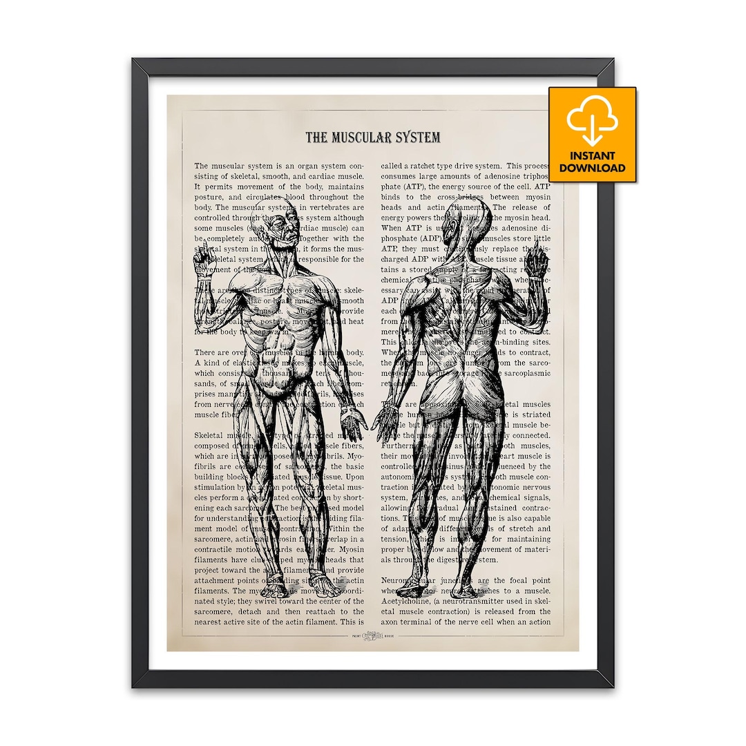 Muscular System Art Print, Vintage Anatomy Poster, Medical Student Gift ...
