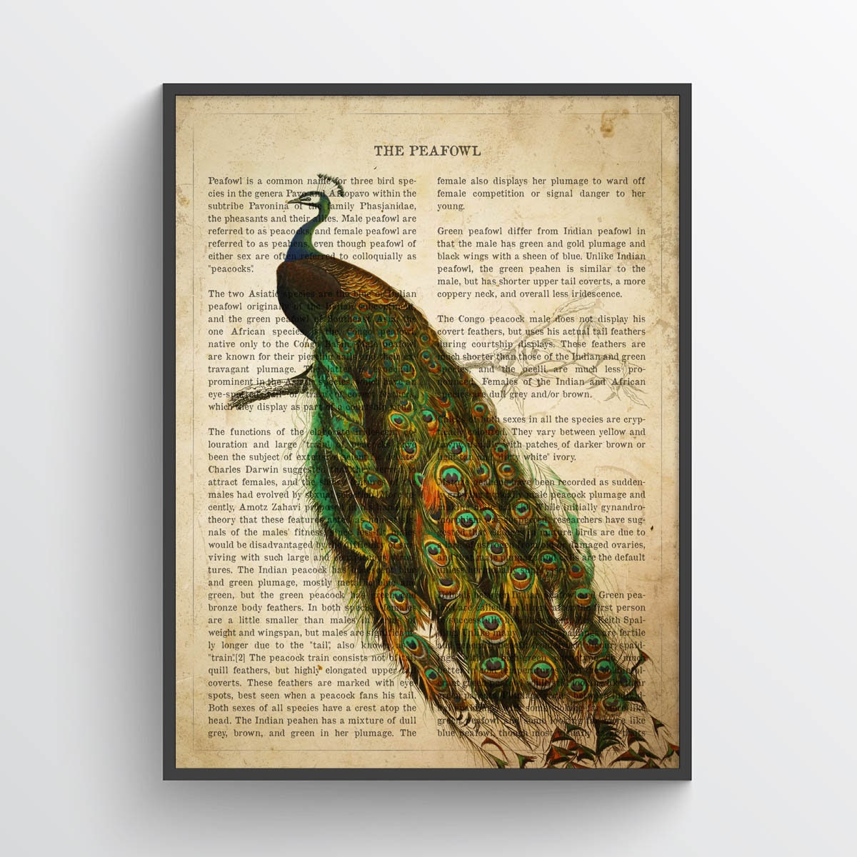 Vintage Peafowl Print Peacock Illustration Peafowl Art Bird - Etsy Denmark Vintage Peafowl Print Peacock Illustration Peafowl Art Bird - Etsy Denmark