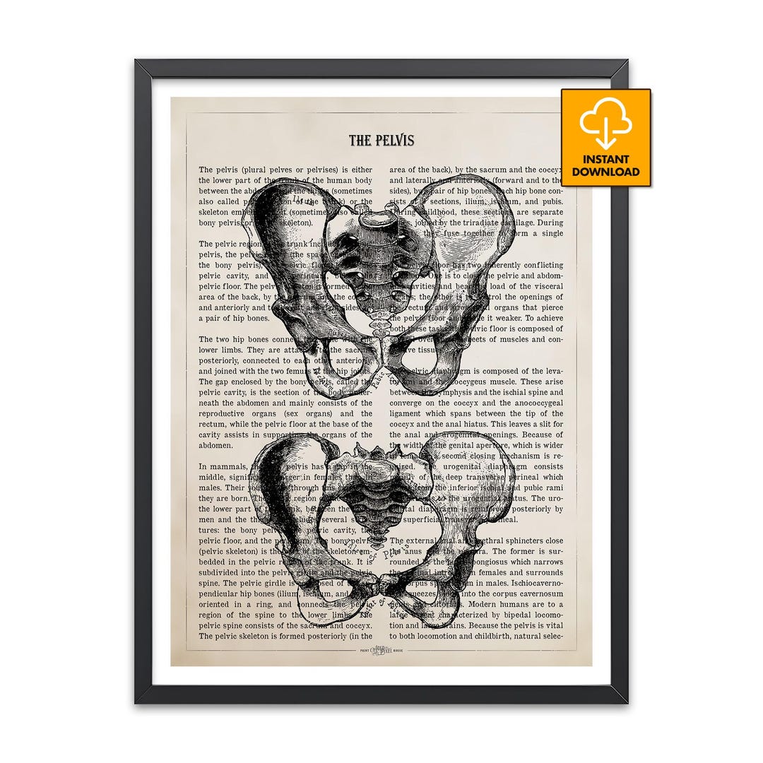 Human Pelvis Anatomy Art, Vintage Medical Print, Pelvic Bone Poster ...