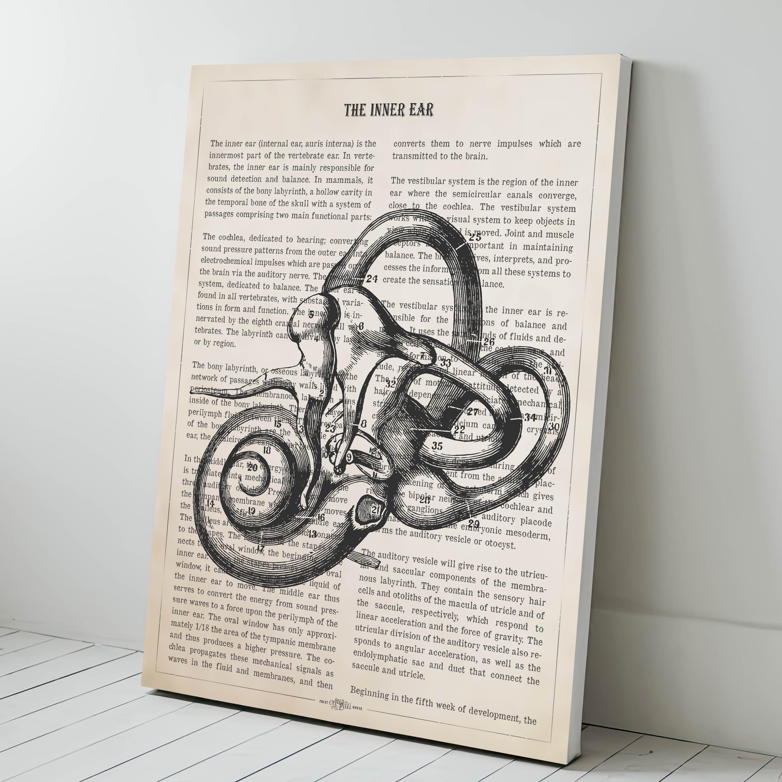 Inner Ear Anatomy Print, Audiology Gift, Hearing Doctor, ENT Gift ...