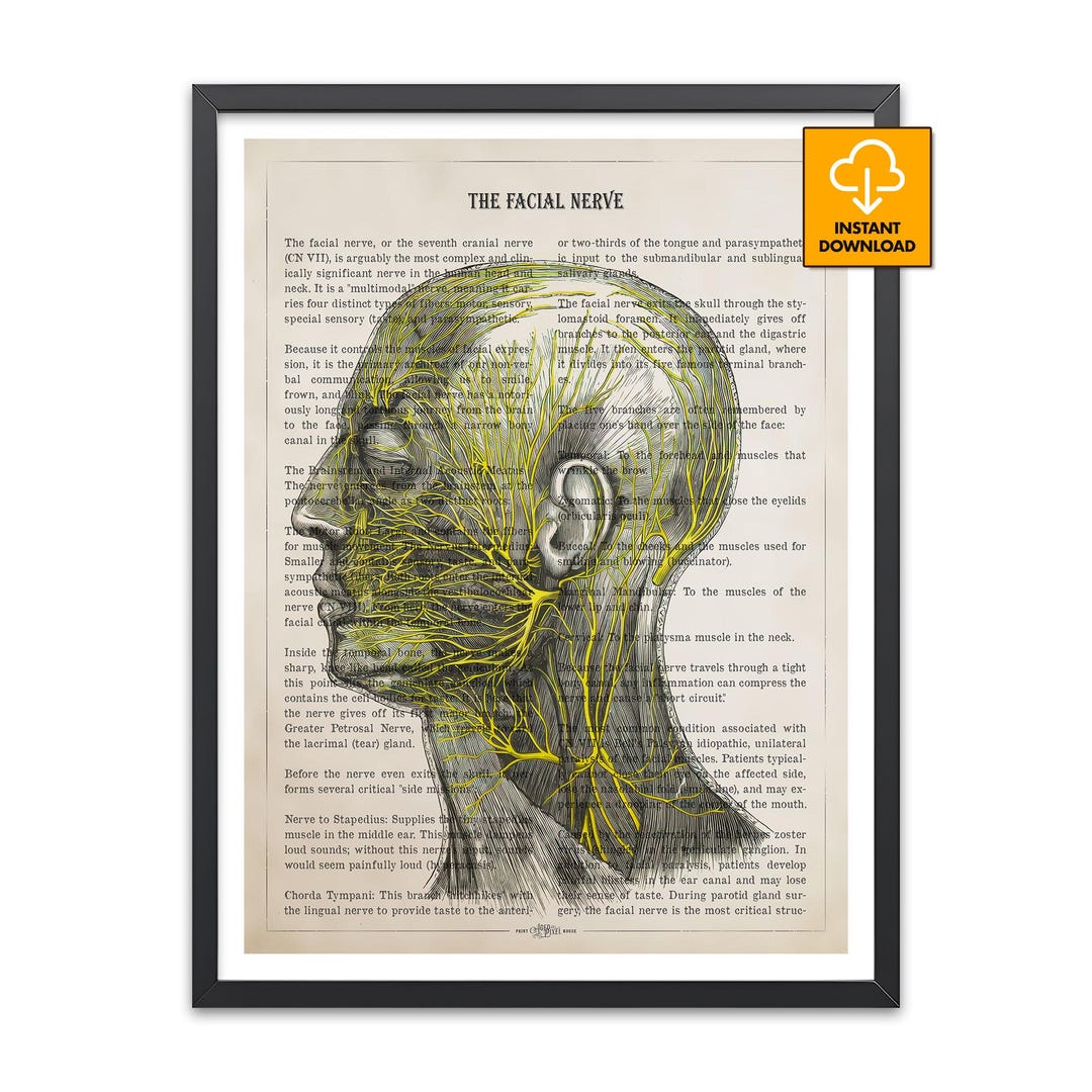 Facial Nerve Anatomy Print, Cranial Nerve VII Chart, Head Neck Medical ...