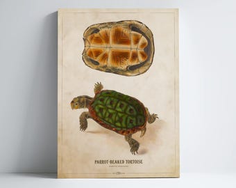 Parrot Beaked tortoise Print, Turtle Illustration, Turtle Art, Turtle Kids Room Print, Natural History, Antique Animal Drawing, Zoo Animals