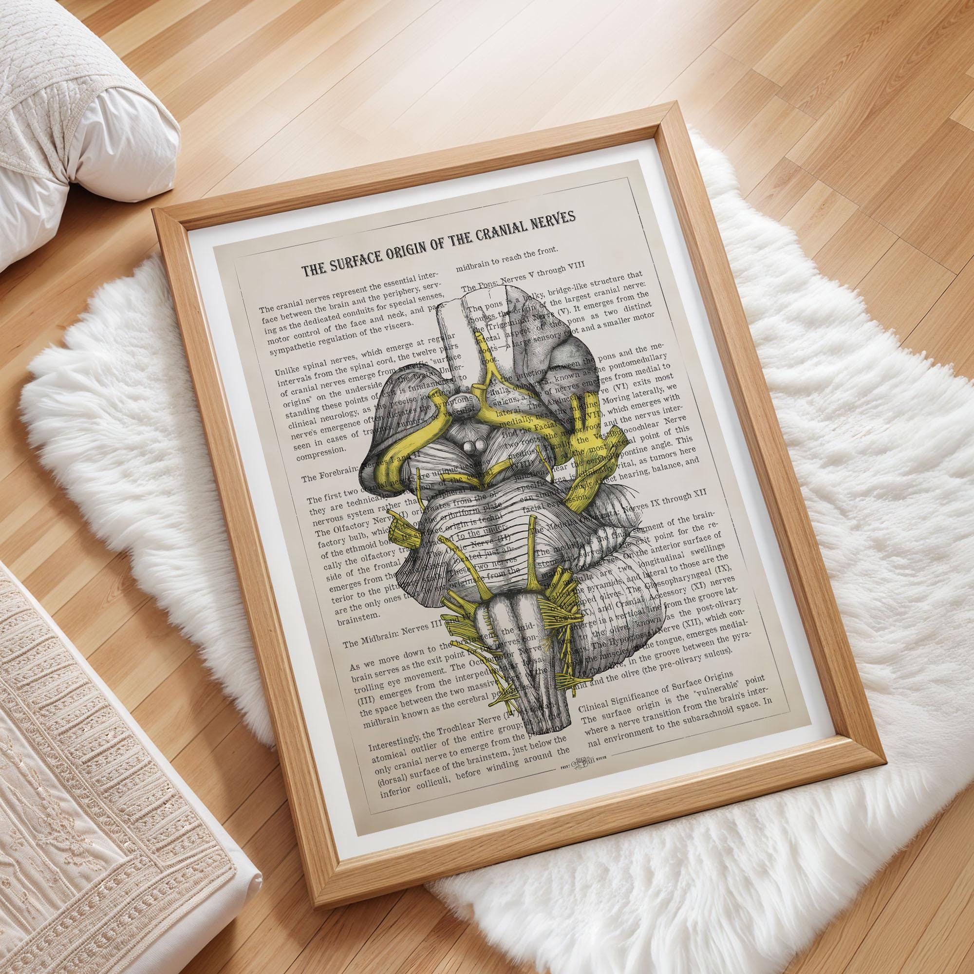 Cranial Nerve Anatomy Art, Neurology Poster, Brainstem Medical Print ...