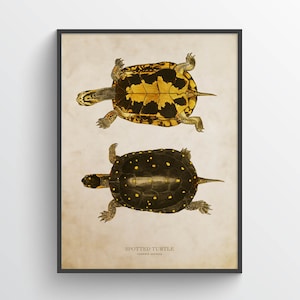 Spotted turtle Print, Turtle Illustration, Turtle Art, Reptile Kids Room Print, Natural History, Clemmys guttata image 1