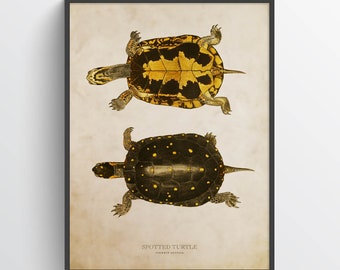 Spotted turtle Print, Turtle Illustration, Turtle Art, Reptile Kids Room Print, Natural History, Clemmys guttata