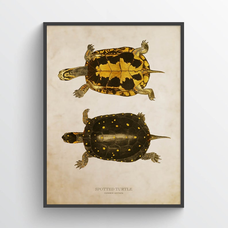 Spotted turtle Print, Turtle Illustration, Turtle Art, Reptile Kids Room Print, Natural History, Clemmys guttata image 1