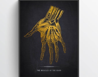 Hand Anatomy Print, Massage Therapist, Chiropractor Gift, Medical Student Present, Chiropractic Office Decor, Orthopedic Wall Art