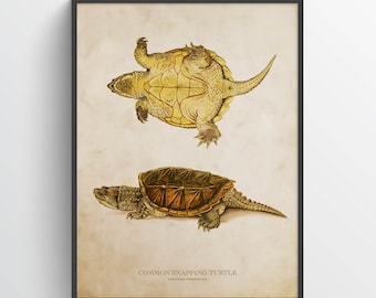 Snapping turtle Print, Turtle Illustration, Turtle Art, Reptile Kids Room Print, Natural History, Chelydra serpentina