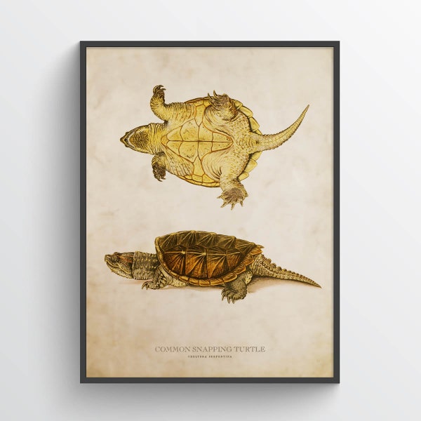 Snapping turtle Print, Turtle Illustration, Turtle Art, Reptile Kids Room Print, Natural History, Chelydra serpentina