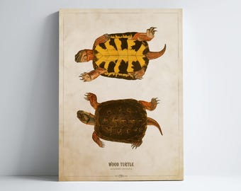 May include: Vintage illustration of a Wood Turtle, showing the turtle from above and below. The turtle has a brown shell with yellow markings. The text "WOOD TURTLE" is printed below the image.