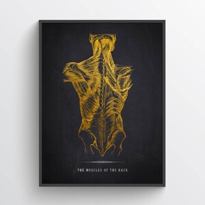 Muscles of the Back Anatomy Print, Chiropractor Gift, Licensed Massage Therapist Graduation, RMT Decor, Registered Massage Therapy