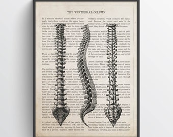 Vertebral Column Anatomy Print, Spinal Cord Art, Chiropractor Gift Idea, Neurosurgeon Art, Orthopedic office decor