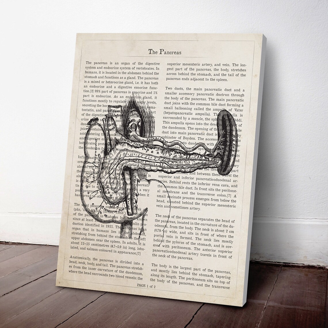Pancreas Anatomy Print, Gastroenterologist Gift, Primary Care Provider ...