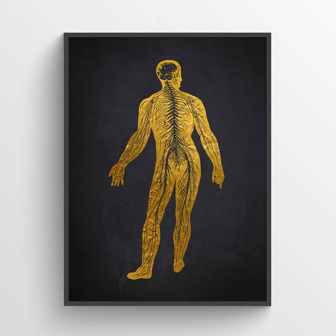 Nervous System Anatomy Print, Nerve Anatomy Human Body Art, Doctor ...