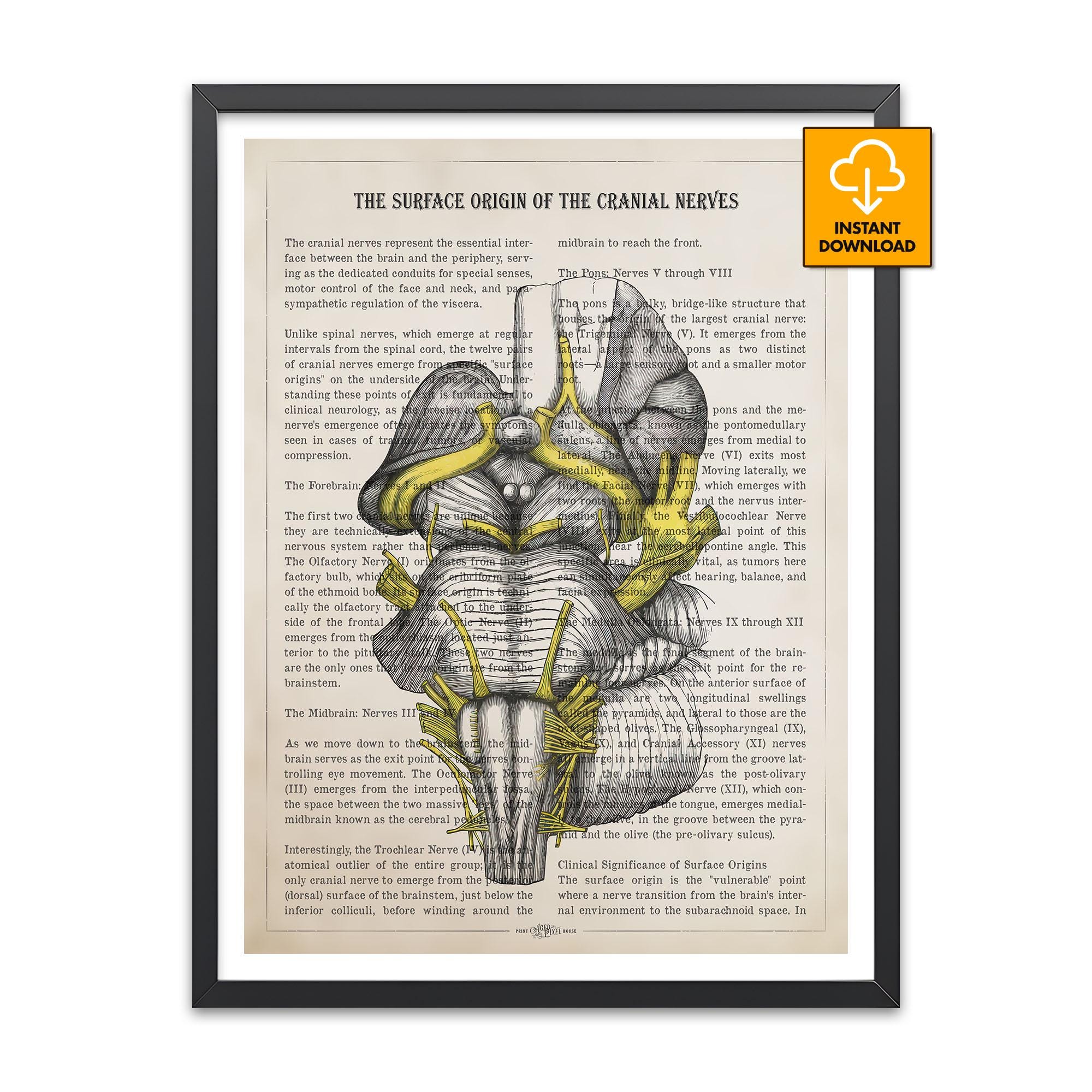 Cranial Nerve Anatomy Art, Neurology Poster, Brainstem Medical Print ...