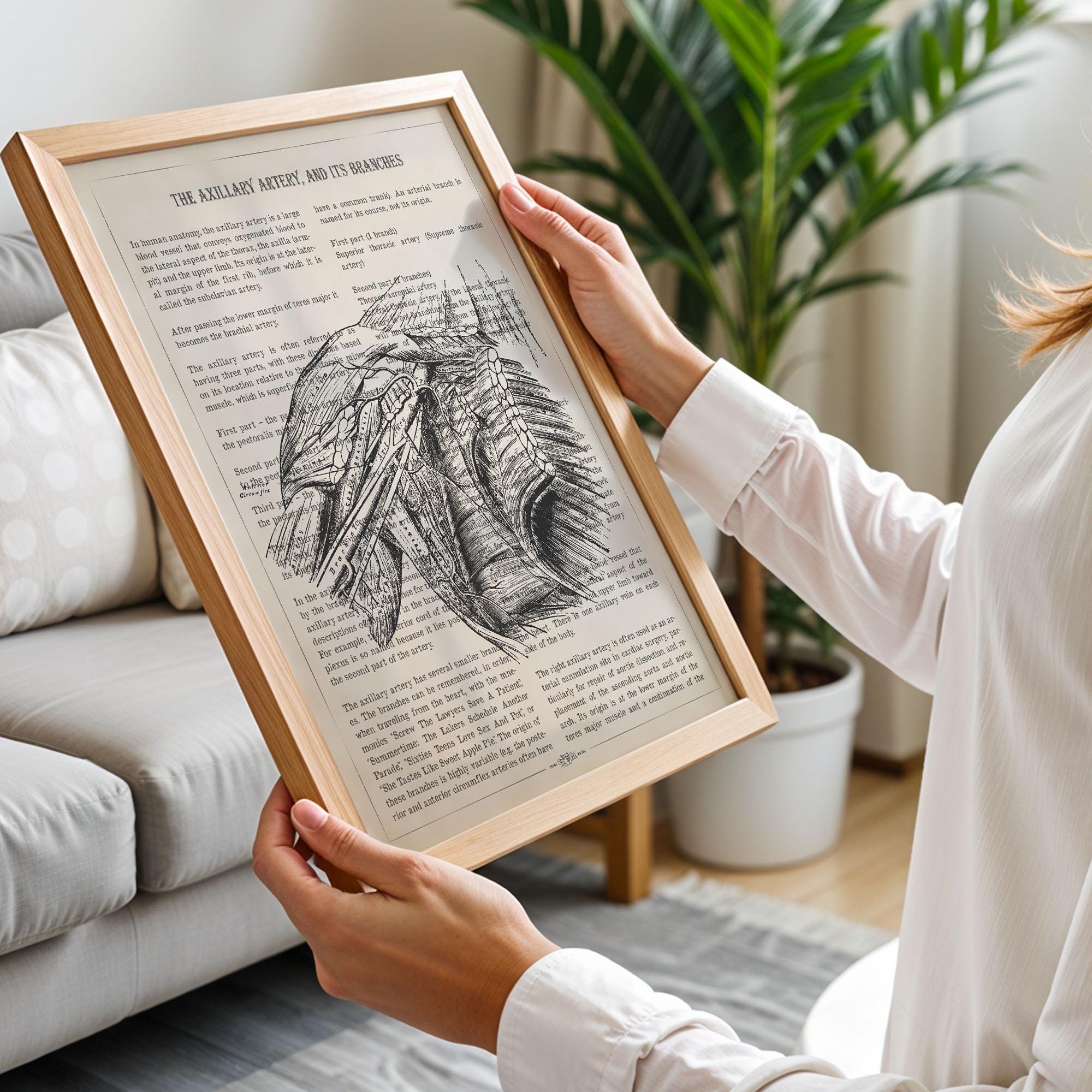 Axillary Artery Anatomy Print, Vintage Medical Poster, Human Anatomy ...