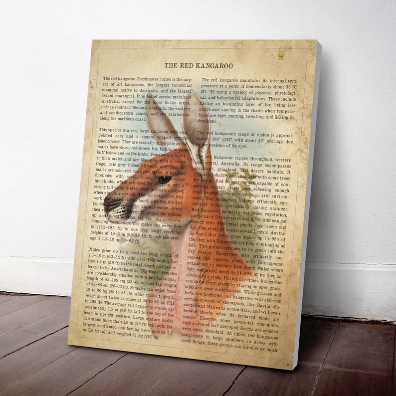 Puede incluir: Una ilustraci&oacute;n vintage de un canguro rojo con texto sobre las caracter&iacute;sticas y el h&aacute;bitat del animal. El texto incluye informaci&oacute;n sobre el tama&ntilde;o, la dieta y el rango del canguro rojo.