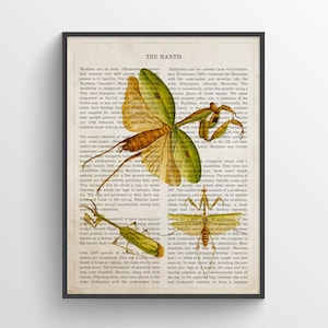 Praying Mantis Print, Insect Drawing, Biodiversity Decor, Antique Natural history Wall Art