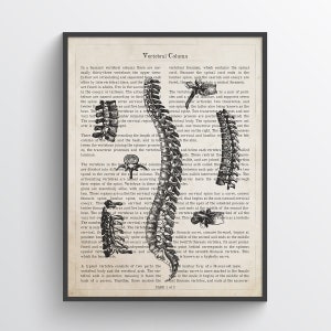 Vertebral Column Anatomy Print, Spine Art, Chiropractor Gift Idea, Medical Poster, Med School, Medical Decor
