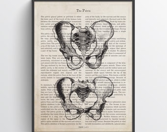 Pelvis Anatomy Print, Physical Therapy Gift, Chiropractor Print, Medical Art, Doctor Gift Orthopedic Art Medical Office Decor