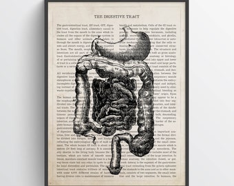 Digestive Tract Anatomy Print, Intestine, Digestive System, Medical office decor, Gastroenterologist Gift, Colon, Liver, Pancreas