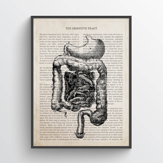 Buy Digestive Tract Anatomy Print, Intestine, Digestive System