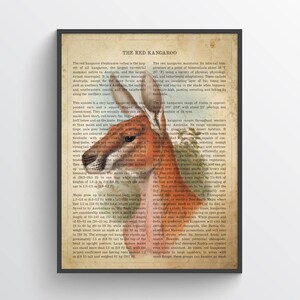 Puede incluir: Una ilustraci&oacute;n vintage de un canguro rojo con texto sobre sus caracter&iacute;sticas f&iacute;sicas, h&aacute;bitat y dieta. El texto describe al canguro rojo como el mam&iacute;fero terrestre m&aacute;s grande nativo de Australia y el marsupial existente m&aacute;s grande.