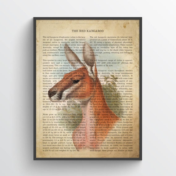 Vintage Kangaroo Print, Safari Painting, Red Kangaroo Illustration, Kangaroo Decor, Antique Animal Drawing, Zoo animals, Natural History