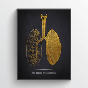 Lungs Anatomy Print, Medical Decor,  Respiratory Therapy Gift, Respiratory Therapist and Pulmonologist Gift Idea, Art for Med School