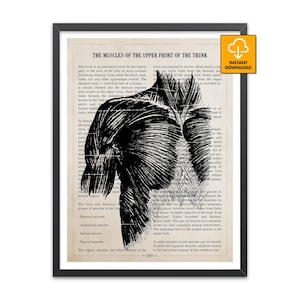 May include: Black and white anatomical print of the muscles of the upper front of the trunk. The print is on a vintage-style paper background and framed in black. Includes the text "THE MUSCLES OF THE UPPER FRONT OF THE TRUNK."