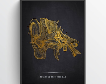 Lámina de anatomía del oído interno y externo, AUD, regalo de audiología, médico audiólogo, regalo de otorrinolaringología, audiólogo, graduación de estudiante de otorrinolaringología, decoración médica
