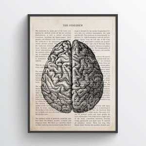 Cerebrum Anatomy Print, Brain Art, Psychology, Neurologist gift, Psychologist Gift Idea, Medical Poster, Med School, Medical Decor