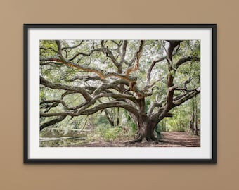 New Orleans City Park Oak Tree Print: Louisiana Nature Photography