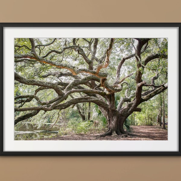 Oak Tree | NEW ORLEANS City Park Print, Wall Art from New Orleans, Louisiana, Nature Photography, Photography Print