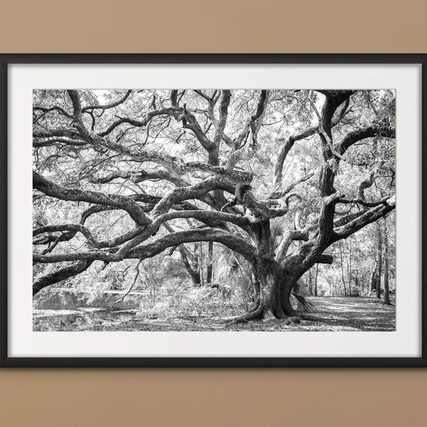 BLACK AND WHITE Oak Tree Print | Wall Art from New Orleans, Louisiana, Black and White Photography, Photography Print