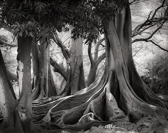 Ficus Trees, Allerton Botanical Garden, Kaua‘i