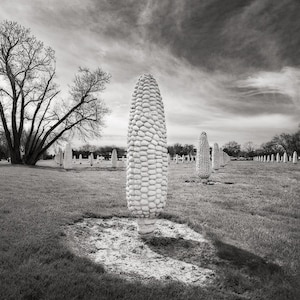 Field of Corn, Dublin, Ohio