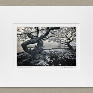 Indian Almond Trees, Hilo, Hawaii image 2