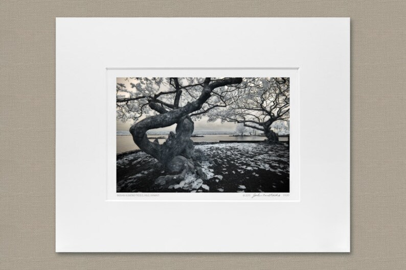 Indian Almond Trees, Hilo, Hawaii image 2