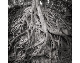 Medusa Tree, Greenville, South Carolina