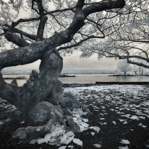 Indian Almond Trees, Hilo, Hawaii image 1