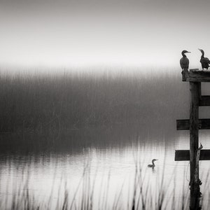 Birds on the Marsh #1, Huntington Beach, South Carolina