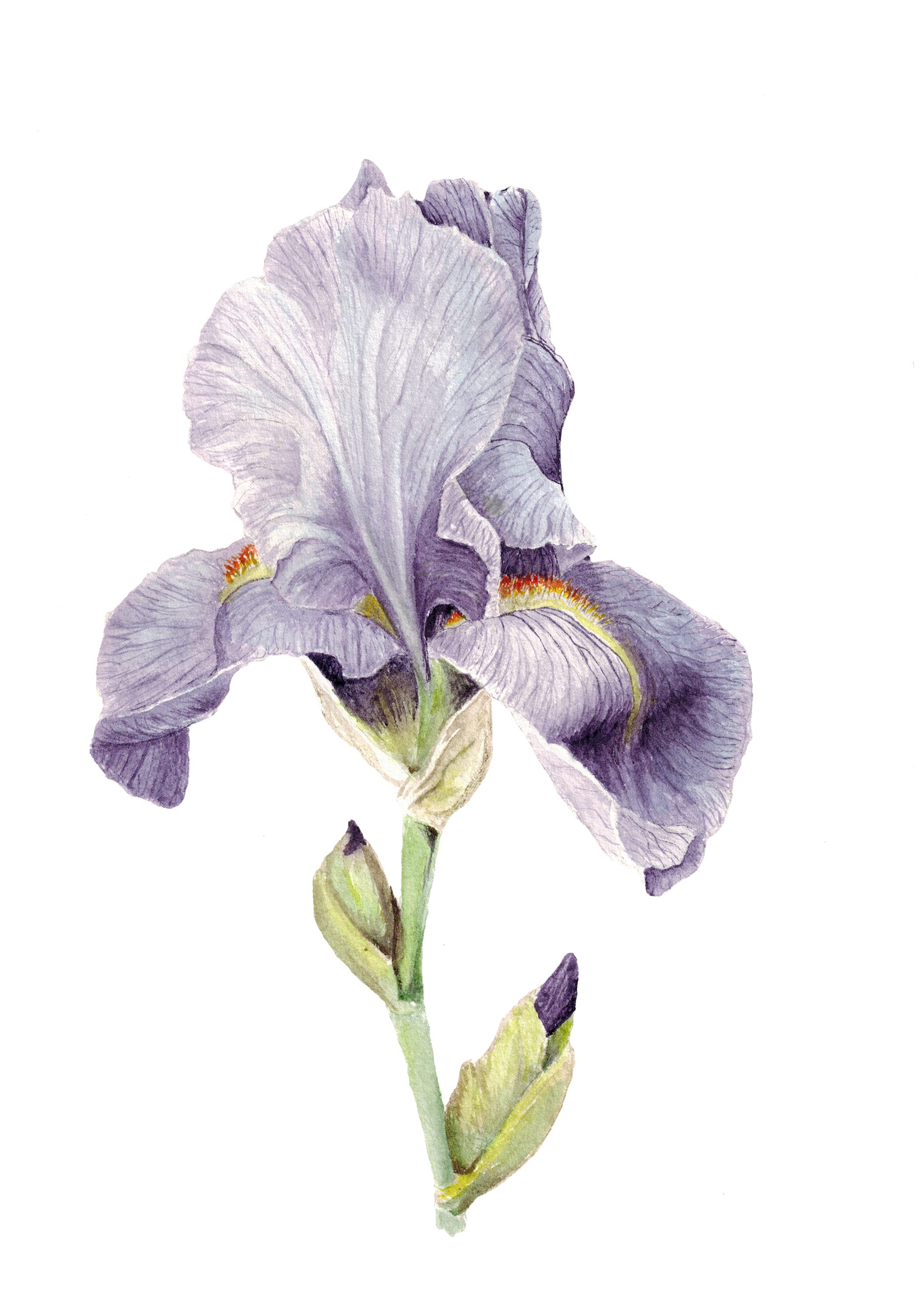 Instant Download Purple Bearded Iris Botanical Art Print - Etsy