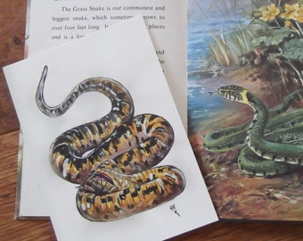 Grass Snake Postcard - Snakes - Original Illustrations - Wildlife Illustration - British Wildlife - Postcard