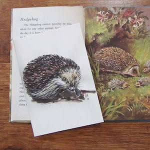 Shadow The Hedgehog  Postcard for Sale by AlbertAmways