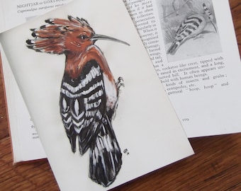 Hoopoe Postcard - Bird - Original Illustration - Wildlife Illustration - British Wildlife - Postcard - Hoopoe