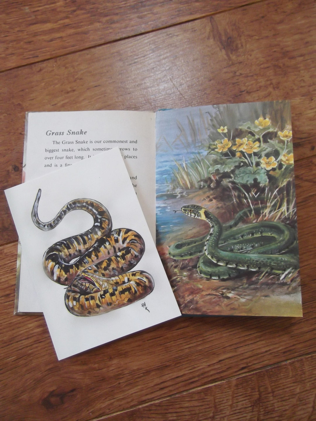 Grass Snake Postcard Snakes Original Illustrations Wildlife