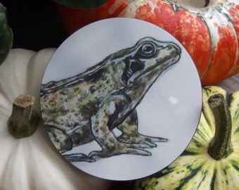 Common Frog Coaster - Wildlife Illustration - British Wildlife - Coasters - Frogs