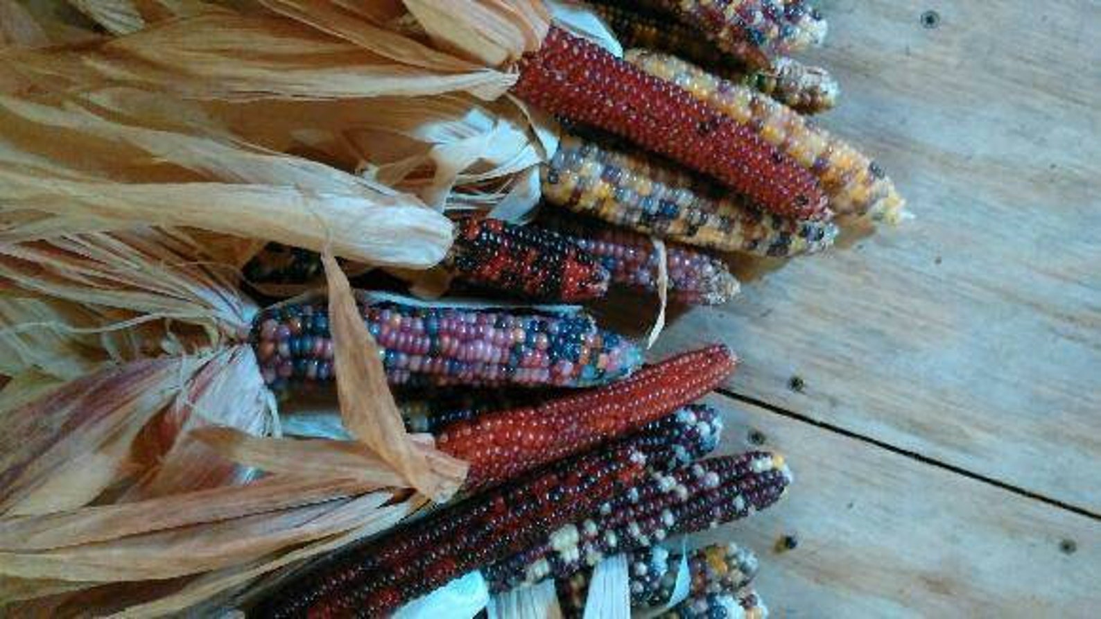 150 Cherokee Glass Gem Indian Corn Seeds. Non GMO Heirloom Etsy